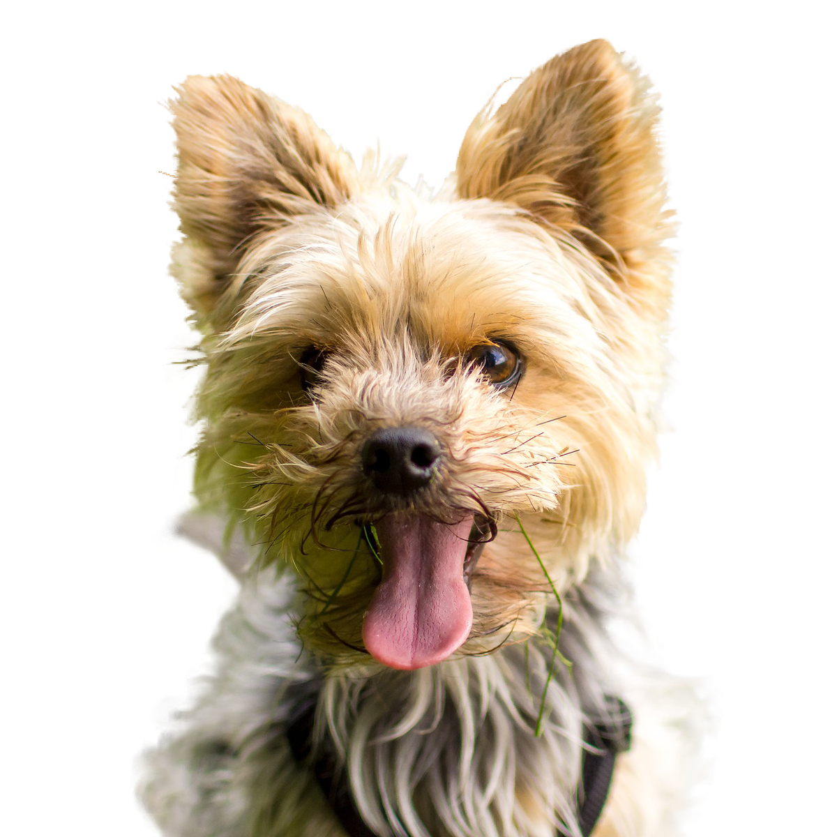 Yorkshire Terrier - Rassebeschreibung, Haltung, Pflege & Co. | Dogondo.de